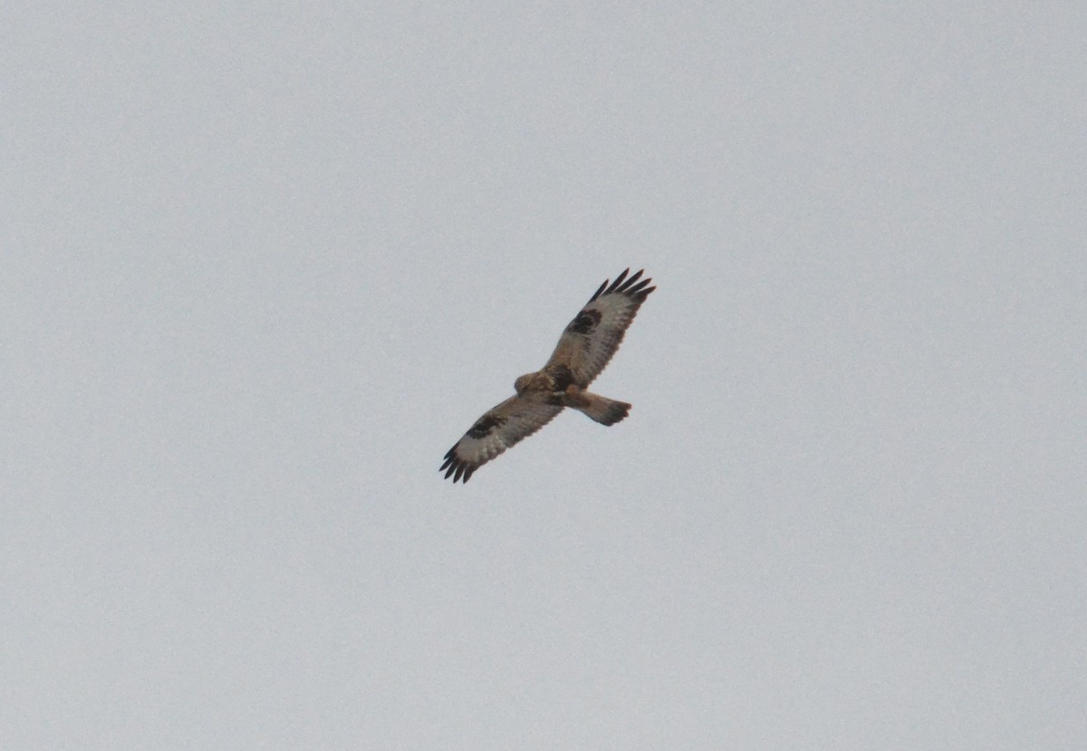 Rough-legged Hawk - ML57059671