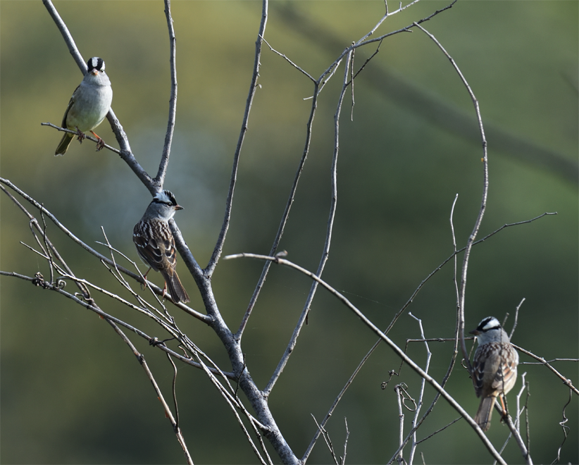 White-crowned Sparrow - ML570596731