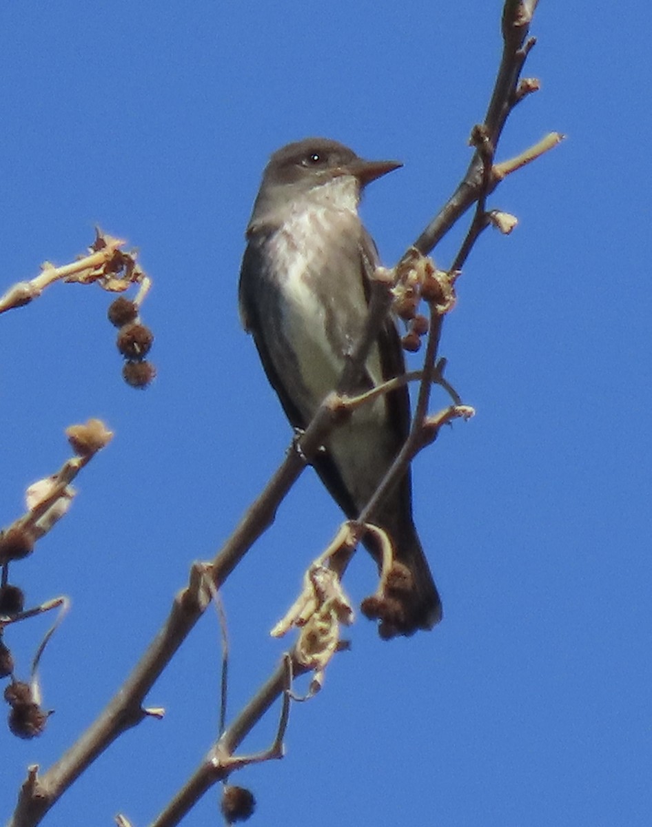 Olive-sided Flycatcher - David Trissel