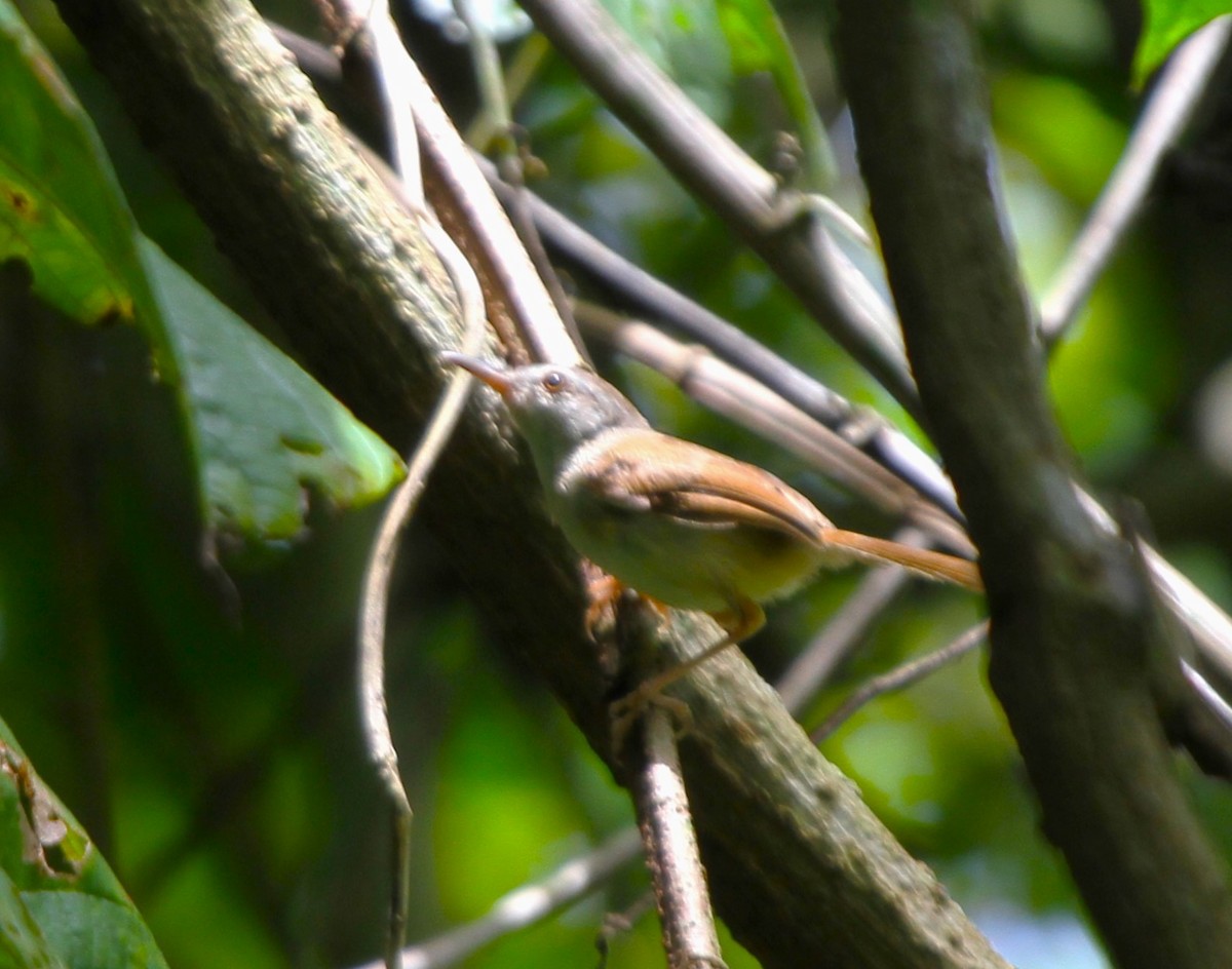 brunryggprinia - ML570598171