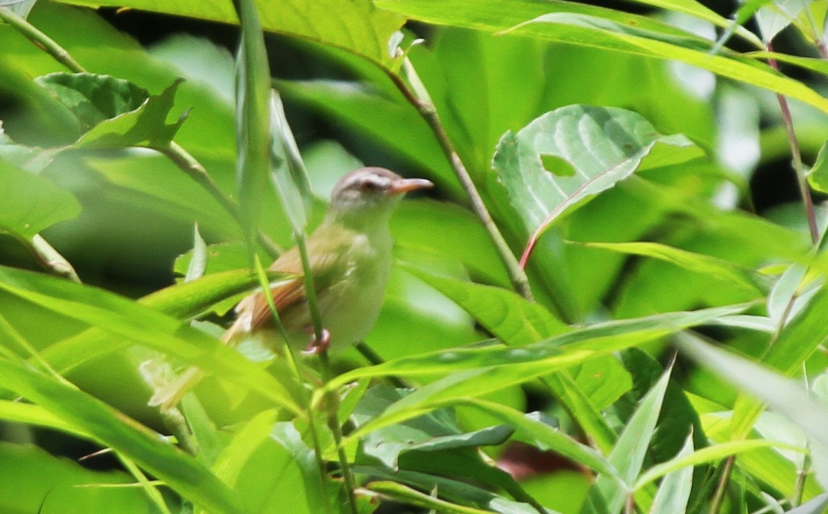 Rufescent Prinia - ML570598181