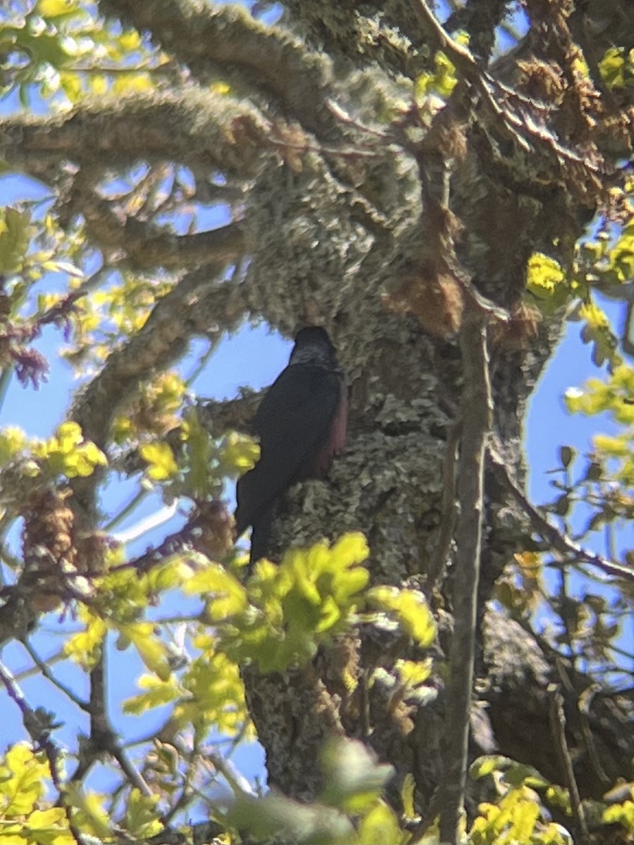 Lewis's Woodpecker - Jonah  Benningfield