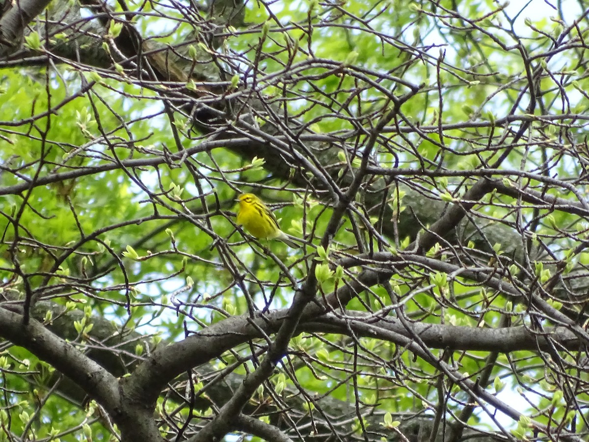 Prairie Warbler - Fratercula Arctica