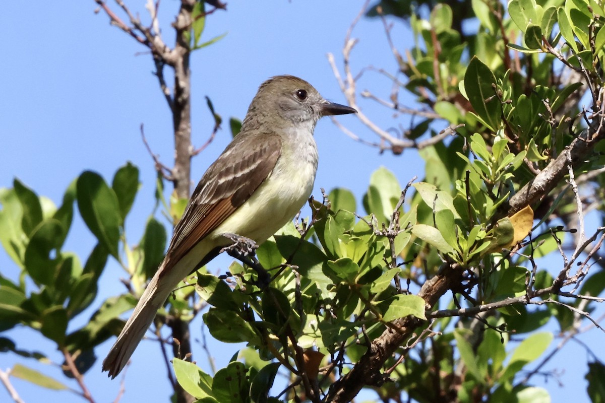 Great Crested Flycatcher - ML570599871