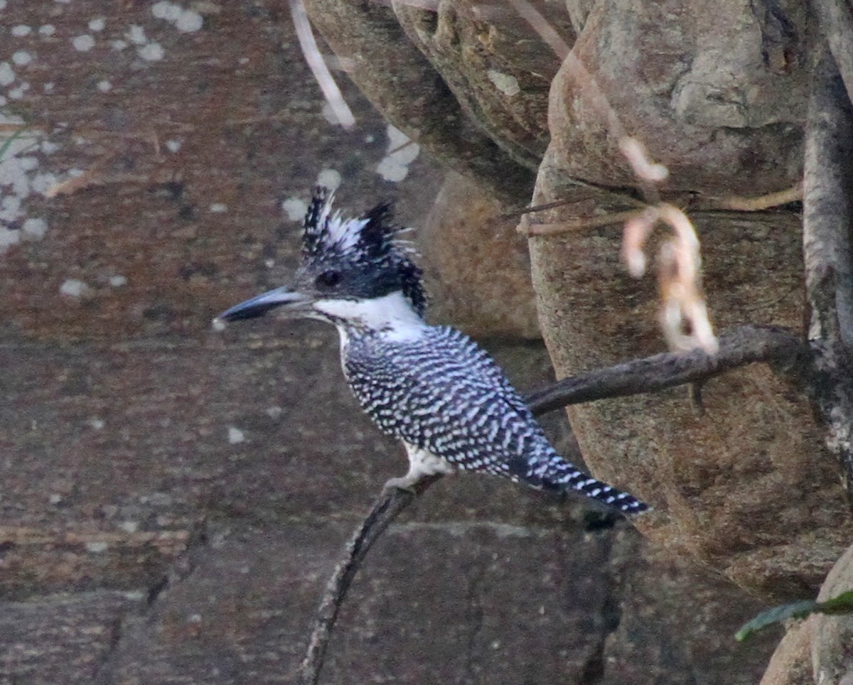 Crested Kingfisher - ML570600141