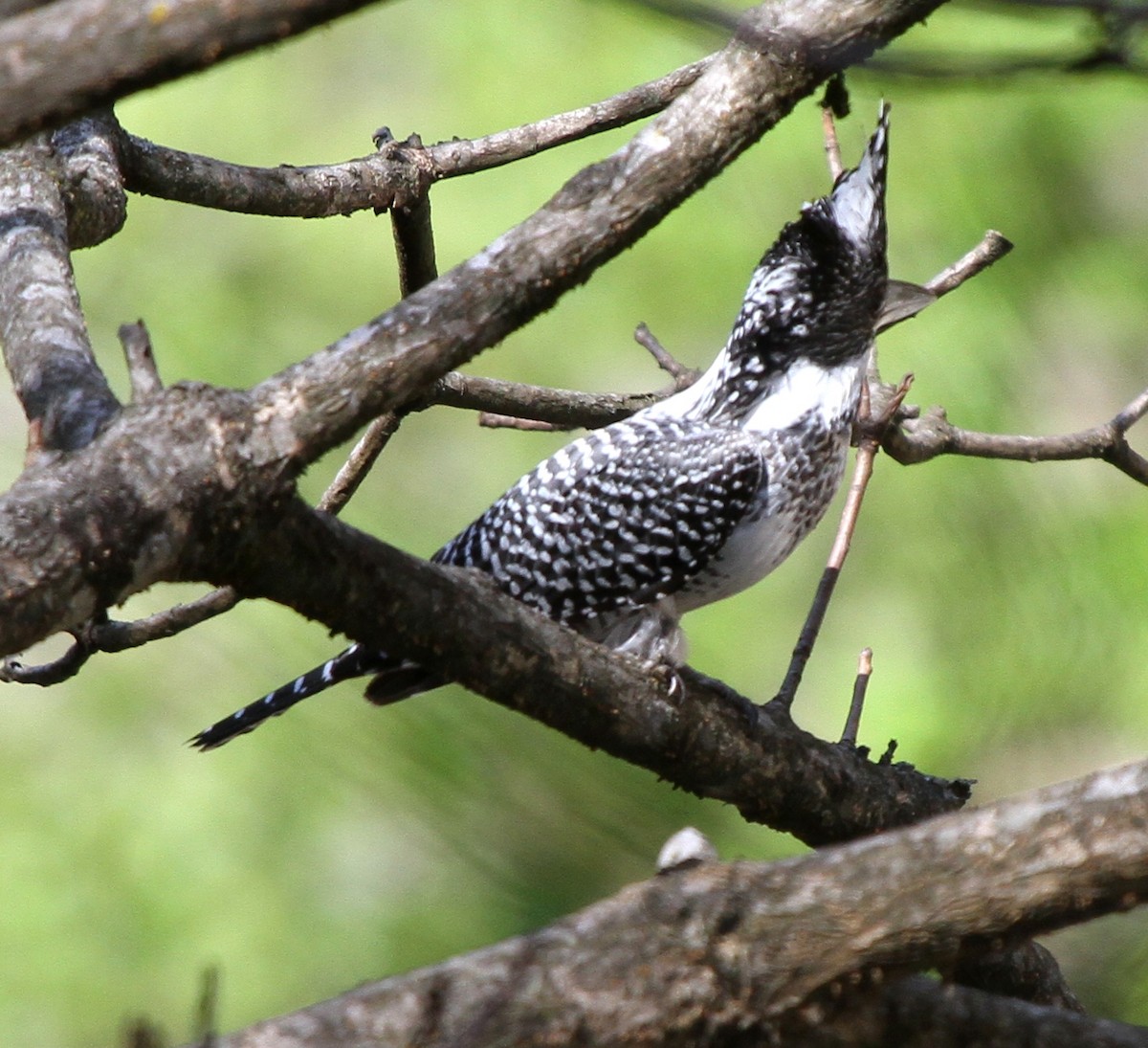 Crested Kingfisher - ML570600151
