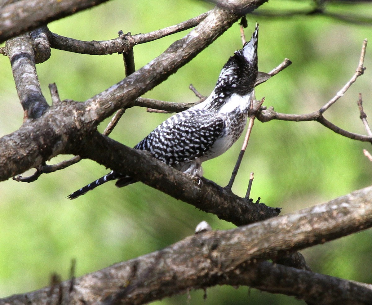 Crested Kingfisher - ML570600171