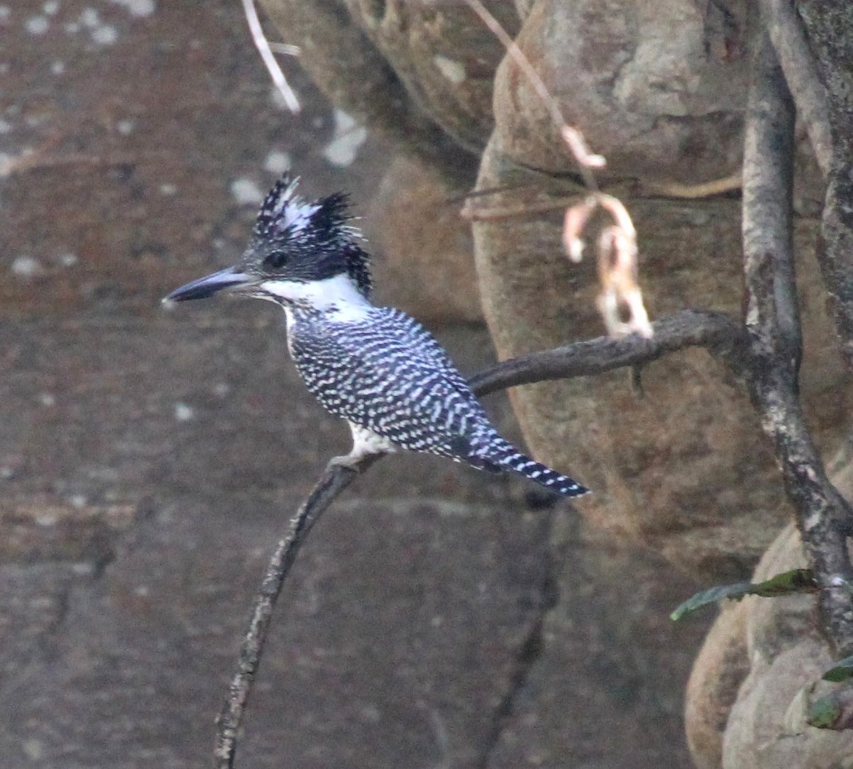 Crested Kingfisher - ML570600181