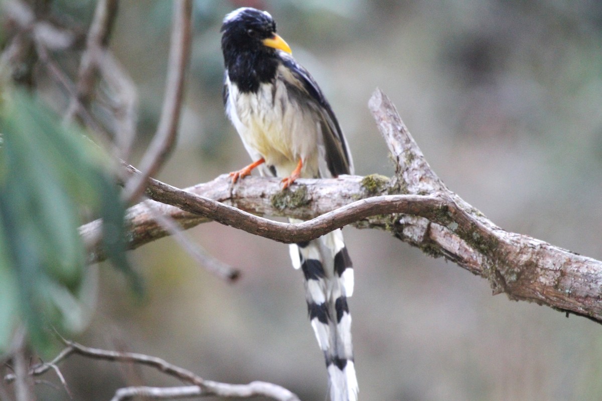 Yellow-billed Blue-Magpie - ML570600861