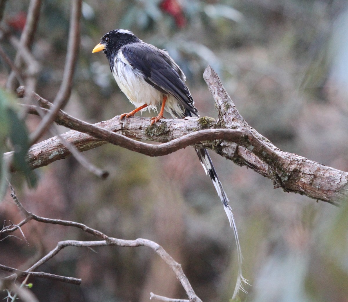 Yellow-billed Blue-Magpie - ML570600871