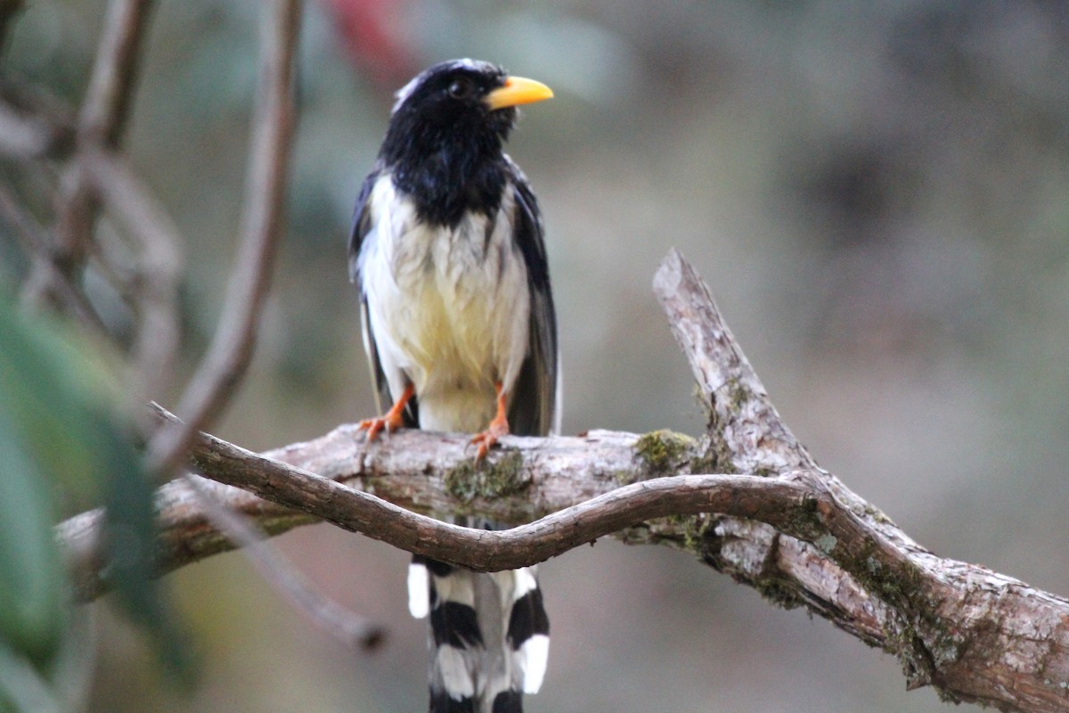 Yellow-billed Blue-Magpie - ML570600891