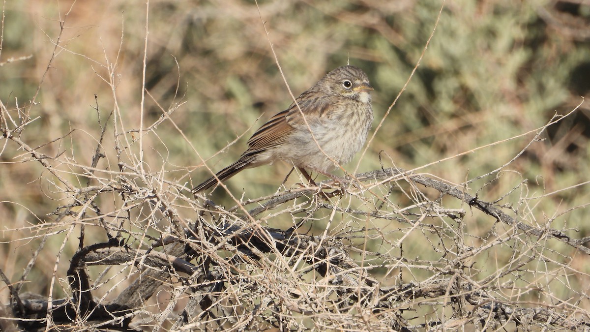 Bell's Sparrow - ML570600921