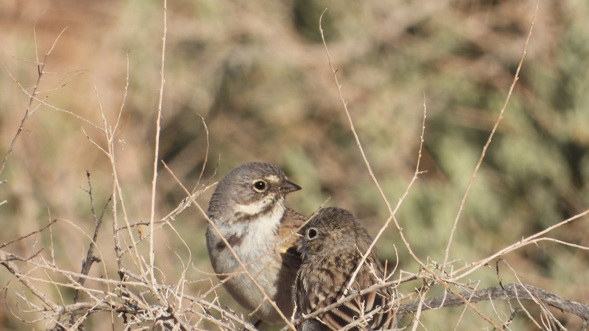 Bell's Sparrow - ML570601181