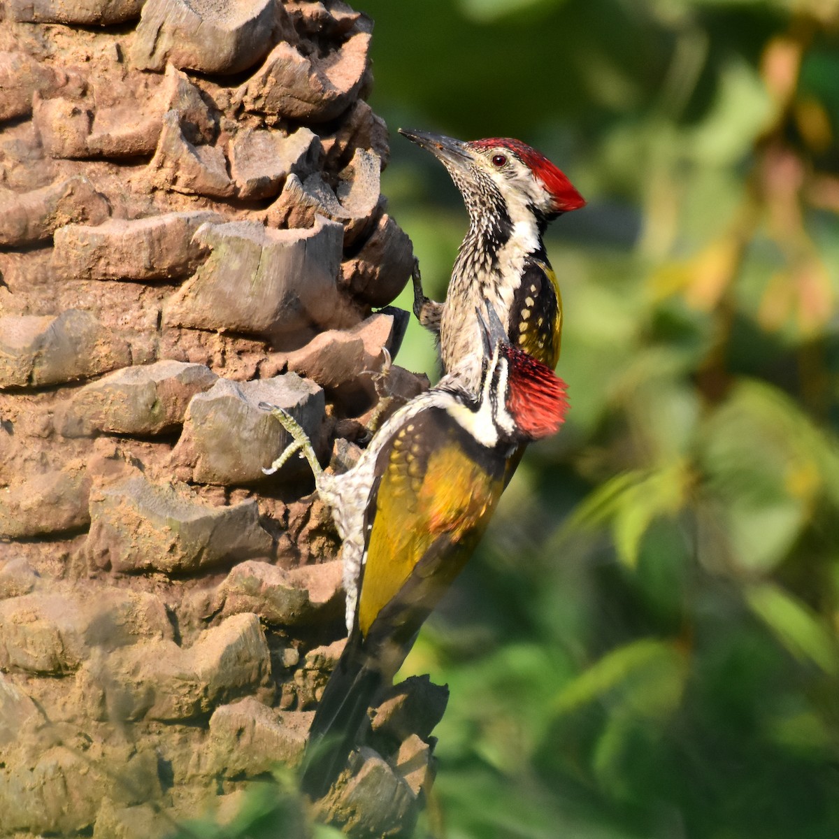 Black-rumped Flameback - Ajoy Kumar Dawn