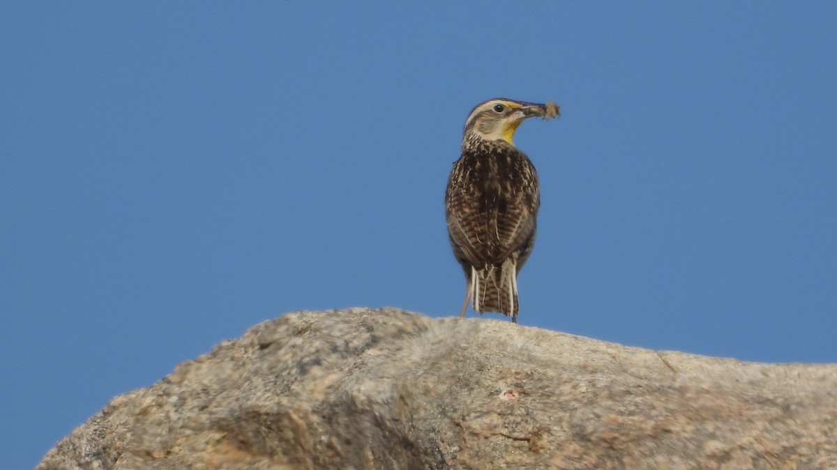 Western Meadowlark - ML570601311