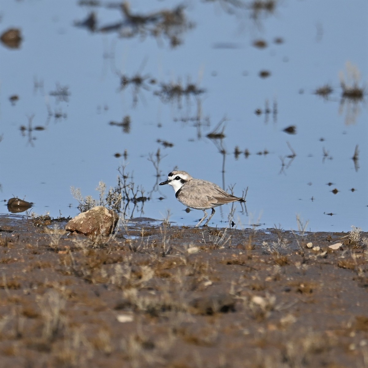 Snowy Plover - Ronnie Reed