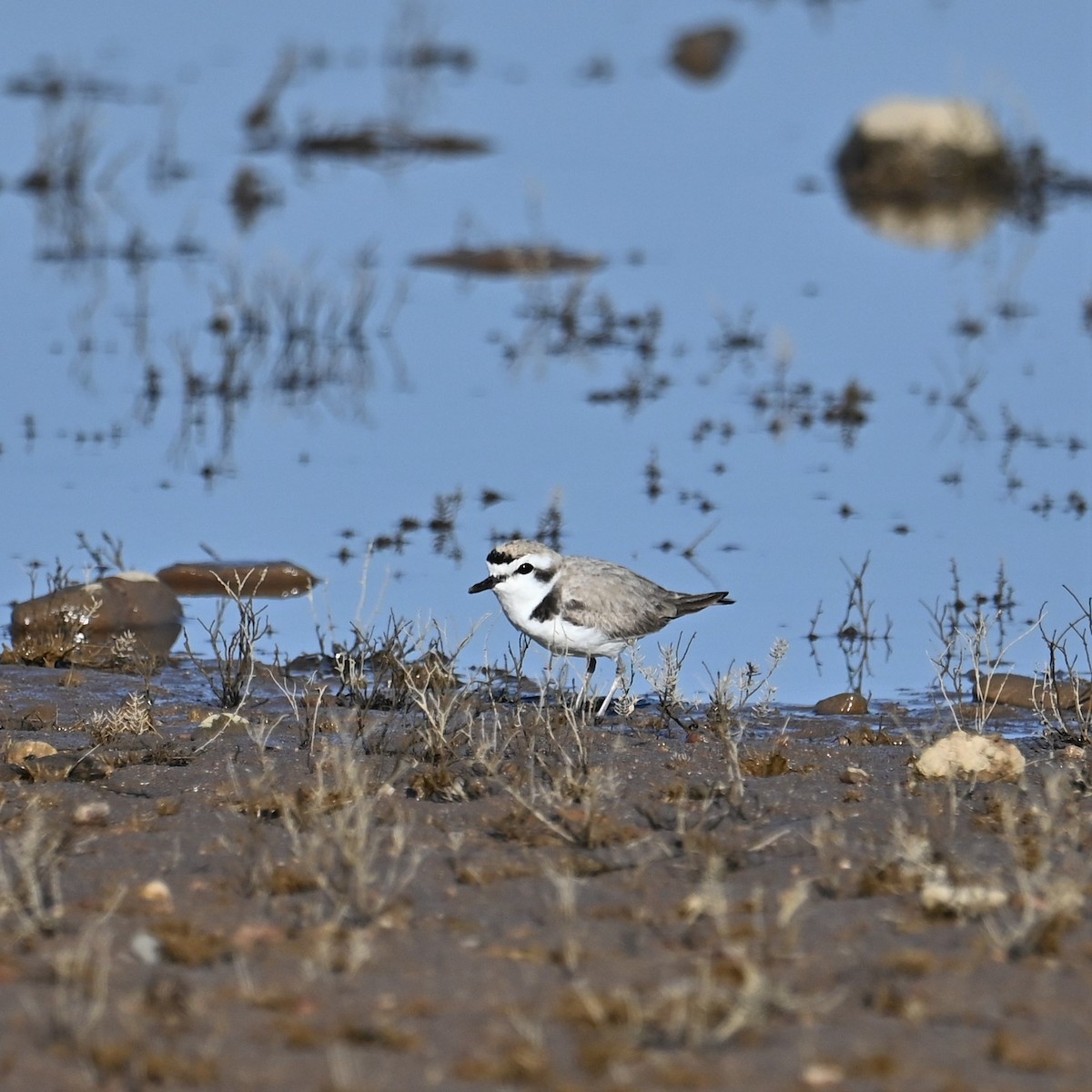 Snowy Plover - Ronnie Reed