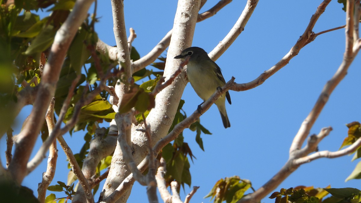 Cassin's Vireo - Judy Matsuoka