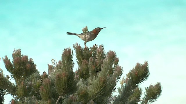 Western Spinebill - ML570601671