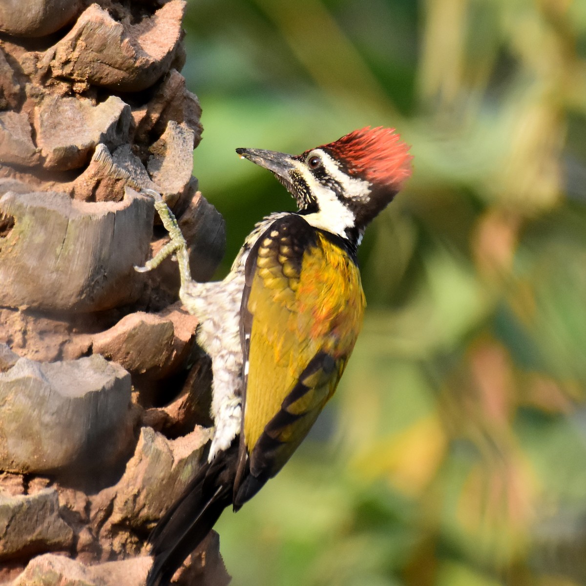 Black-rumped Flameback - Ajoy Kumar Dawn