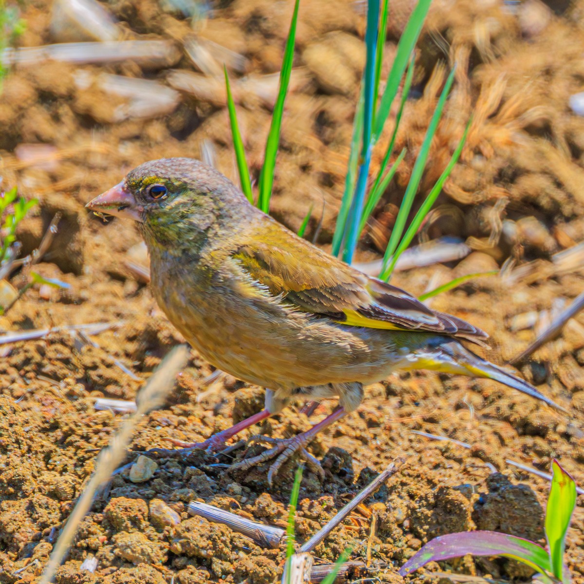 Oriental Greenfinch - ML570602601