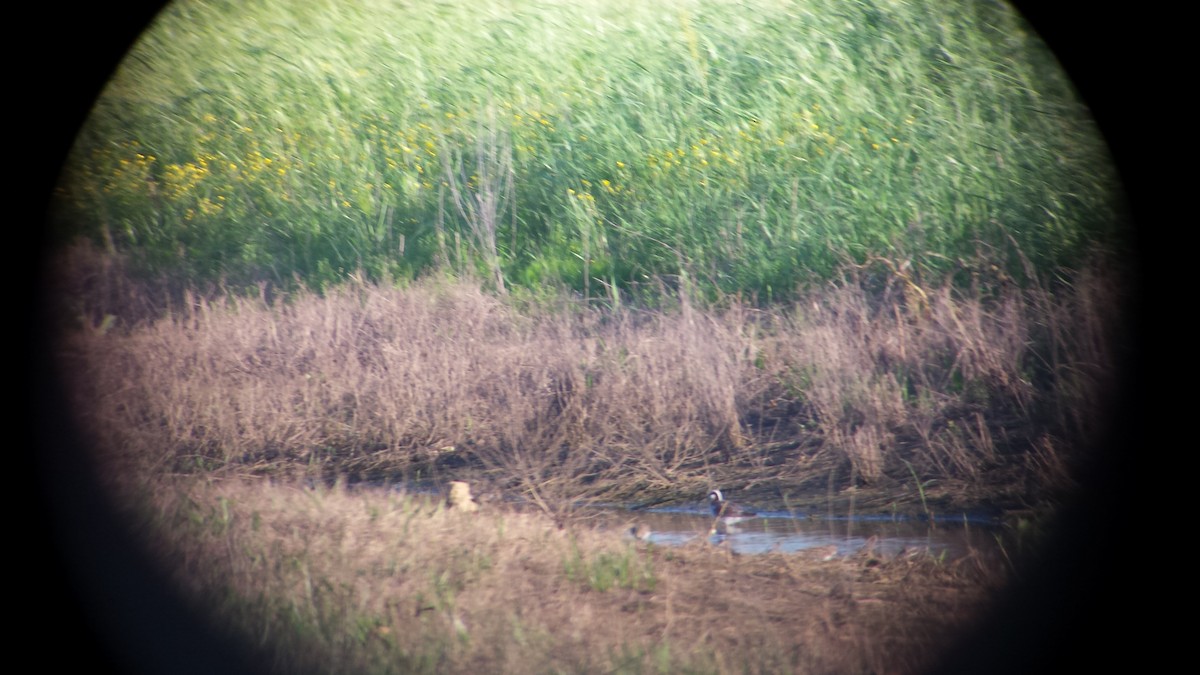 Wilson's Phalarope - ML57060321