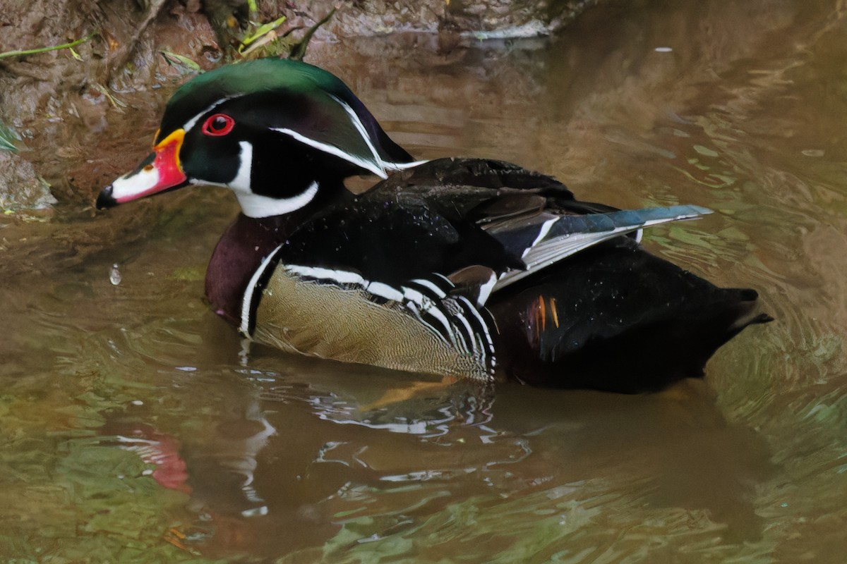 Wood Duck - ML570603241