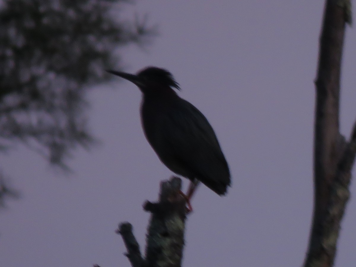 Green Heron - ML570603431