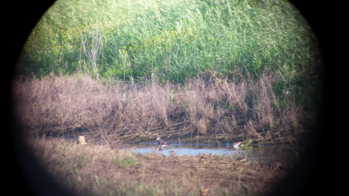 Wilson's Phalarope - ML57060381