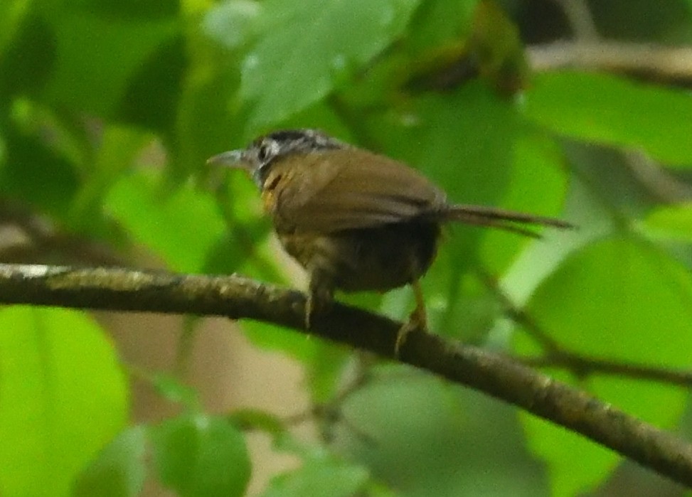 Timalie à tête rayée - ML570603811