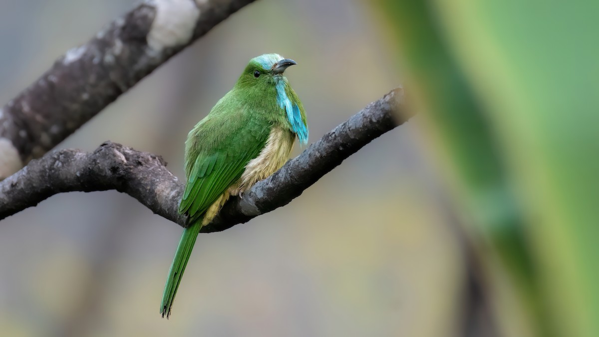 Blue-bearded Bee-eater - ML570603821