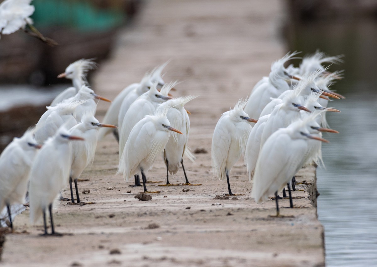 Chinese Egret - ML570604061