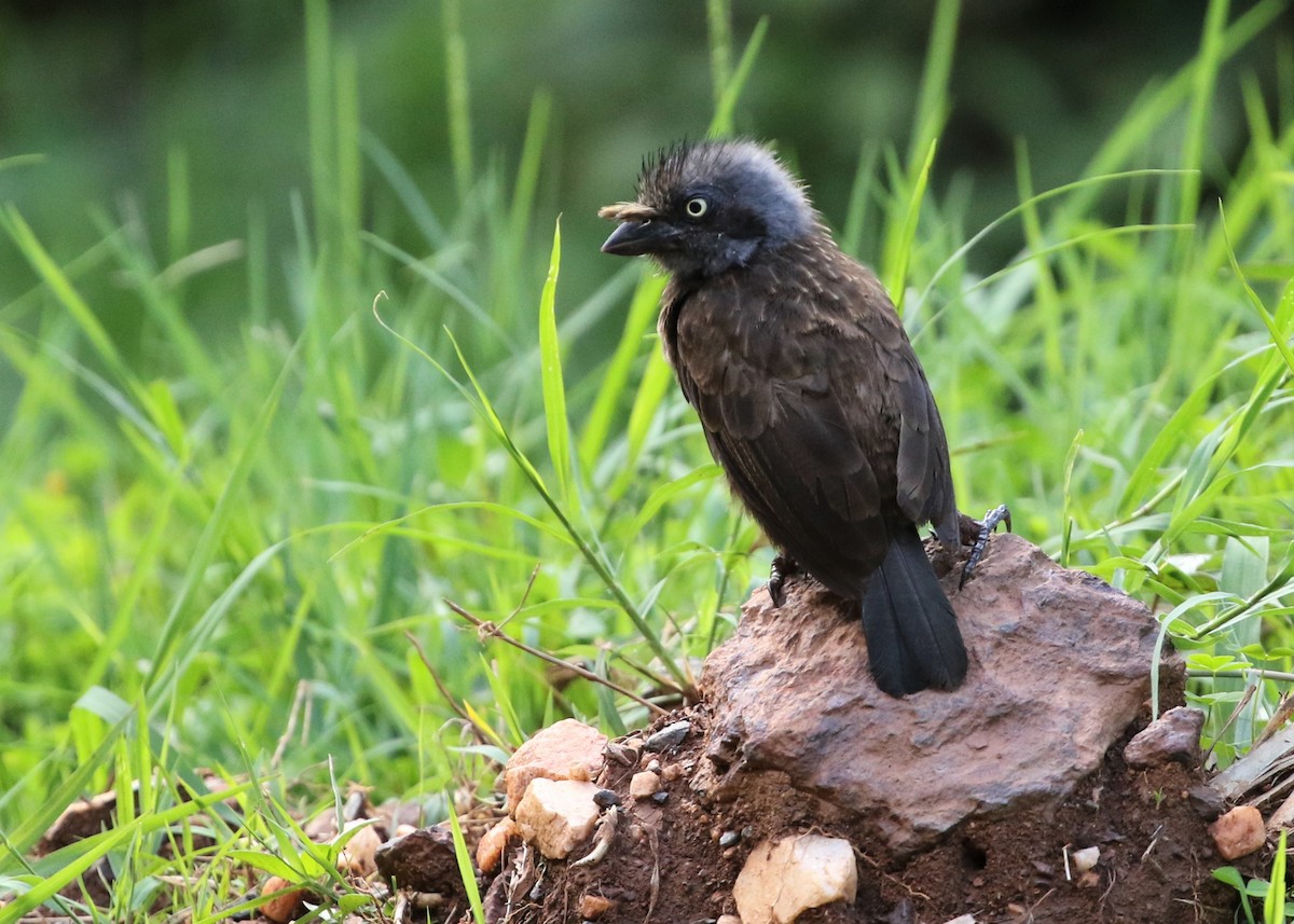 Gray-throated Barbet - Dean LaTray