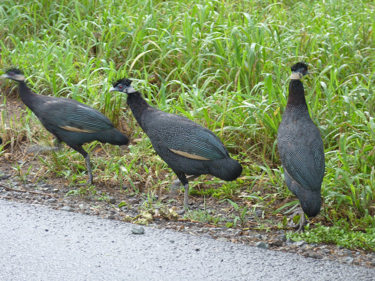 Southern Crested Guineafowl - ML570604401