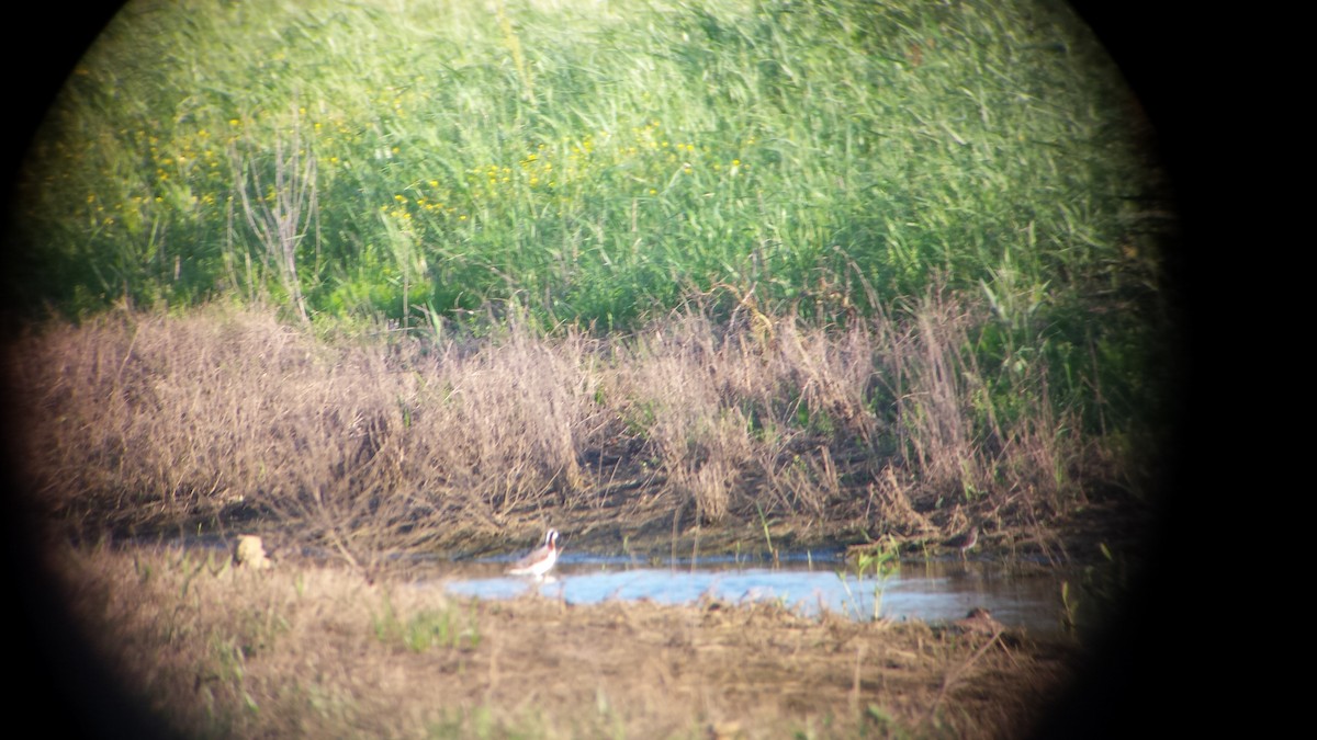 Wilson's Phalarope - ML57060491