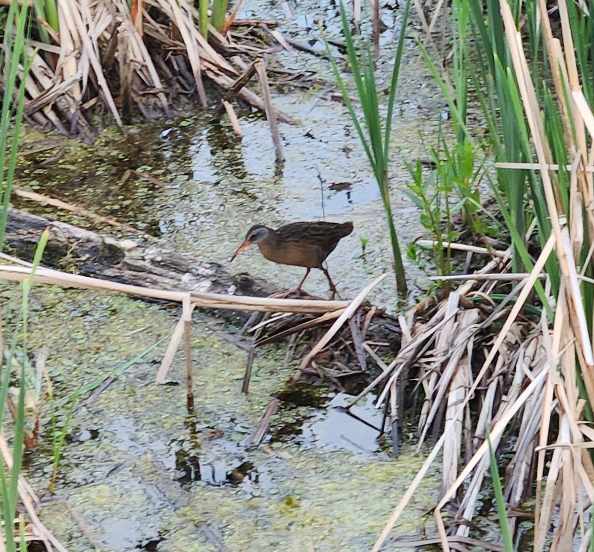 Virginia Rail - ML570606741