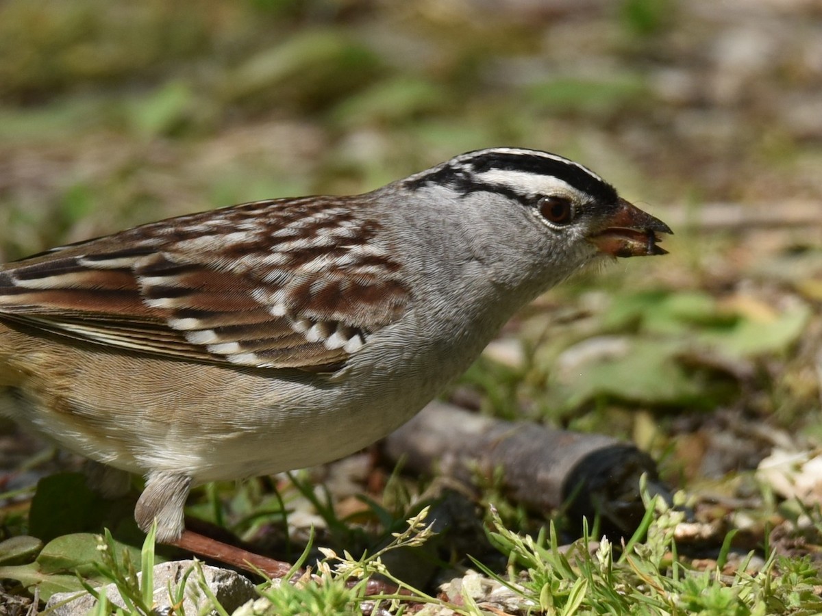 White-crowned Sparrow - Lynn Kohler