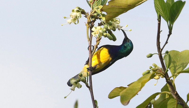 Variable Sunbird - Peter Ericsson