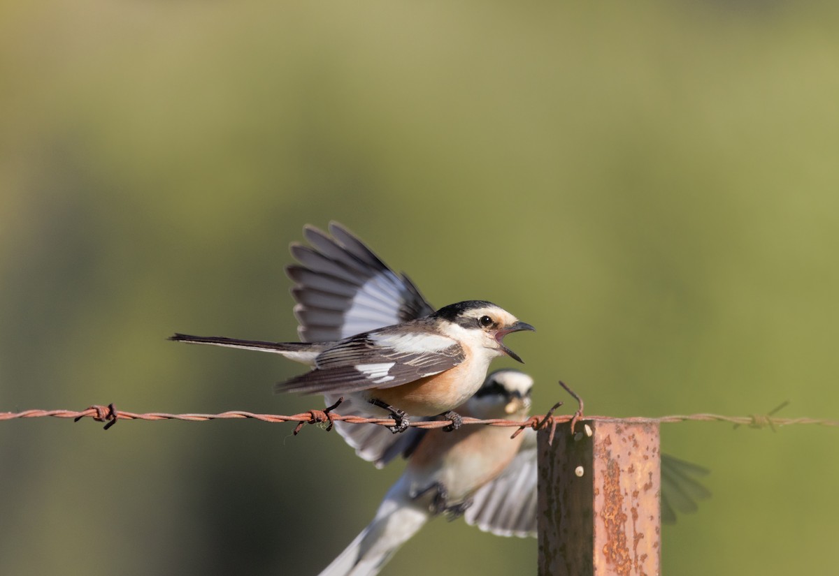 Masked Shrike - ML570609901