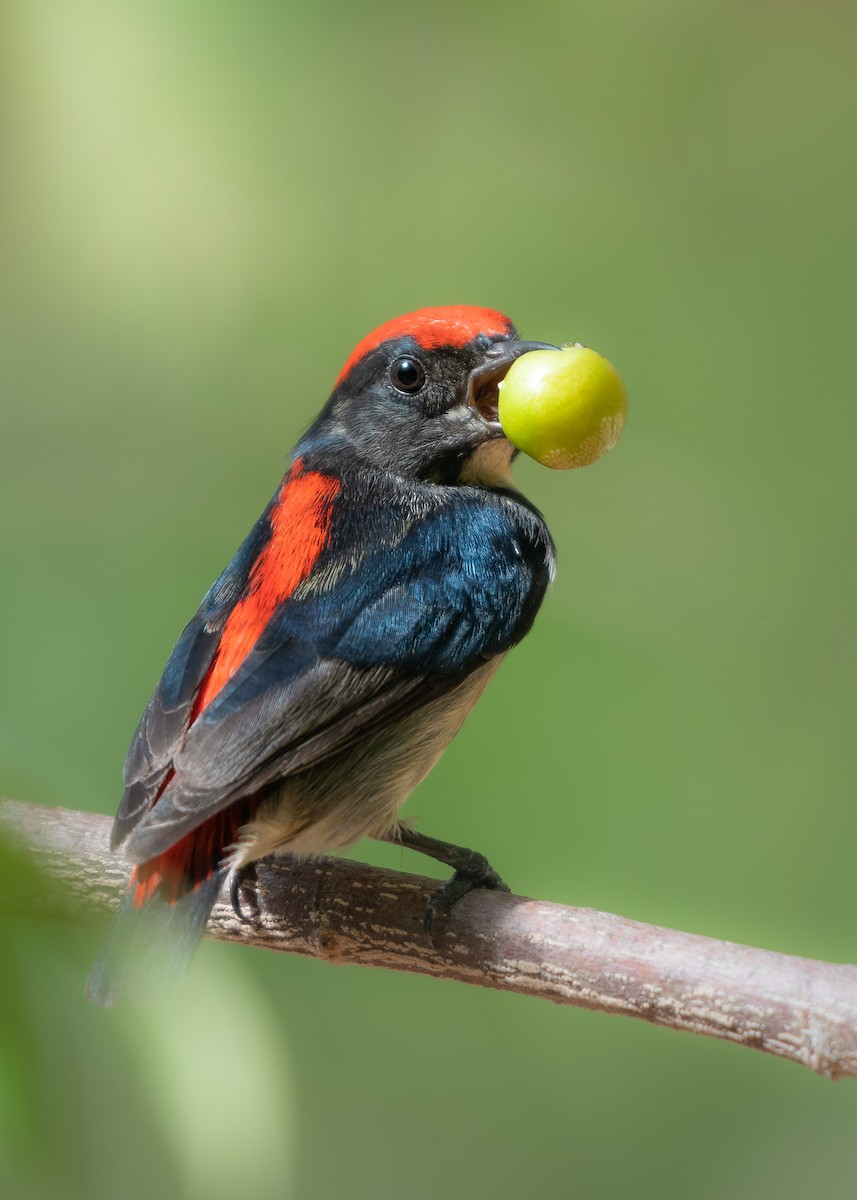 Scarlet-backed Flowerpecker - ML570610541