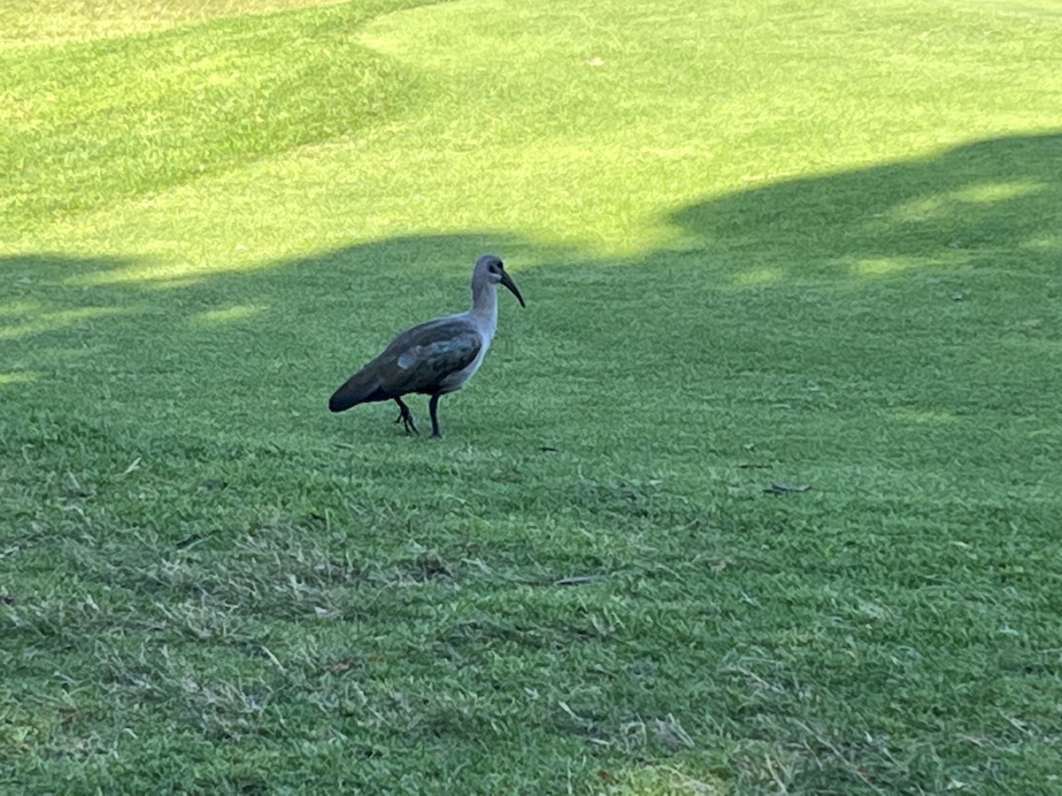 Hadada Ibis - Shelley Harms