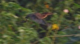 Black Bittern - ML570611221