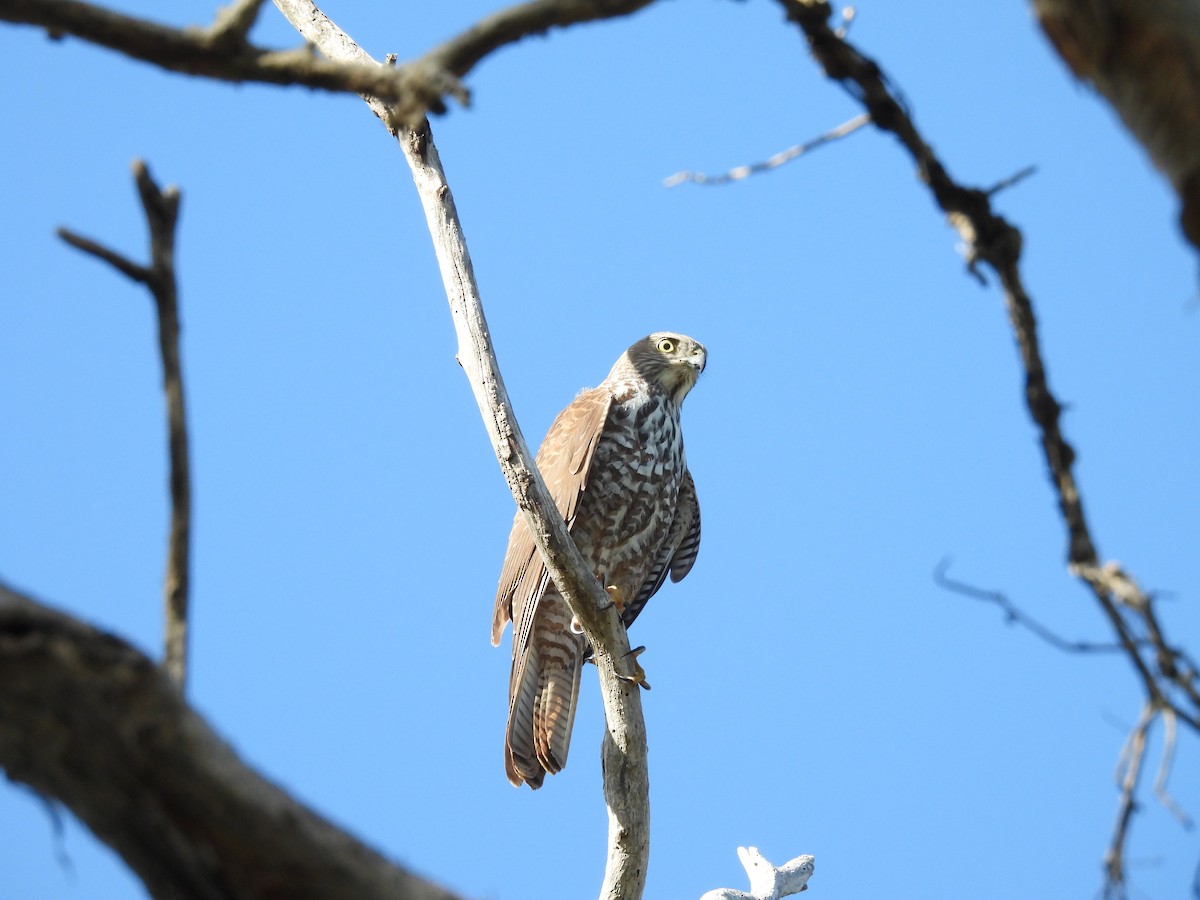 Brown Goshawk - ML570611591