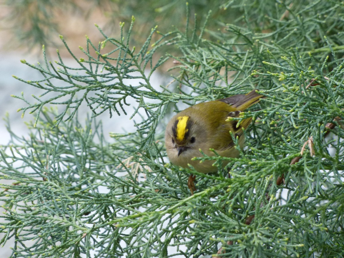 Wintergoldhähnchen - ML570612531