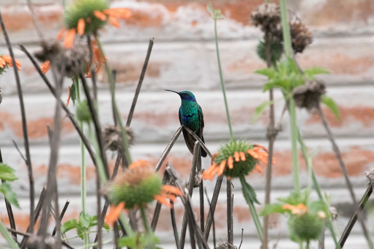 kolibřík modrolící - ML57061401