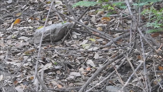 Hume's Warbler - ML570614451