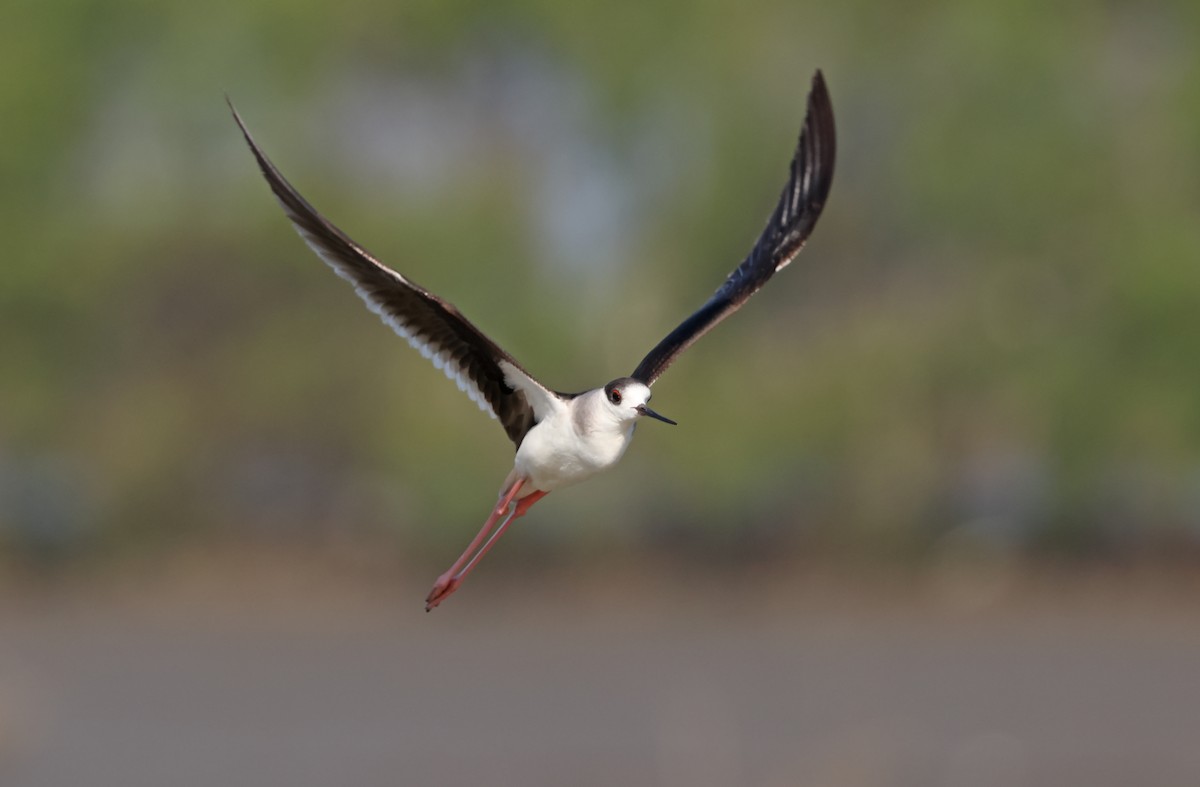 Black-winged Stilt - ML570617251