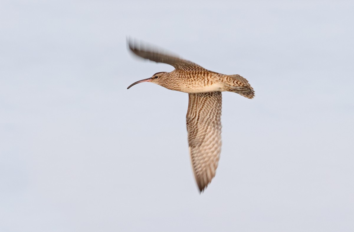 Whimbrel (White-rumped) - Robert Hutchinson