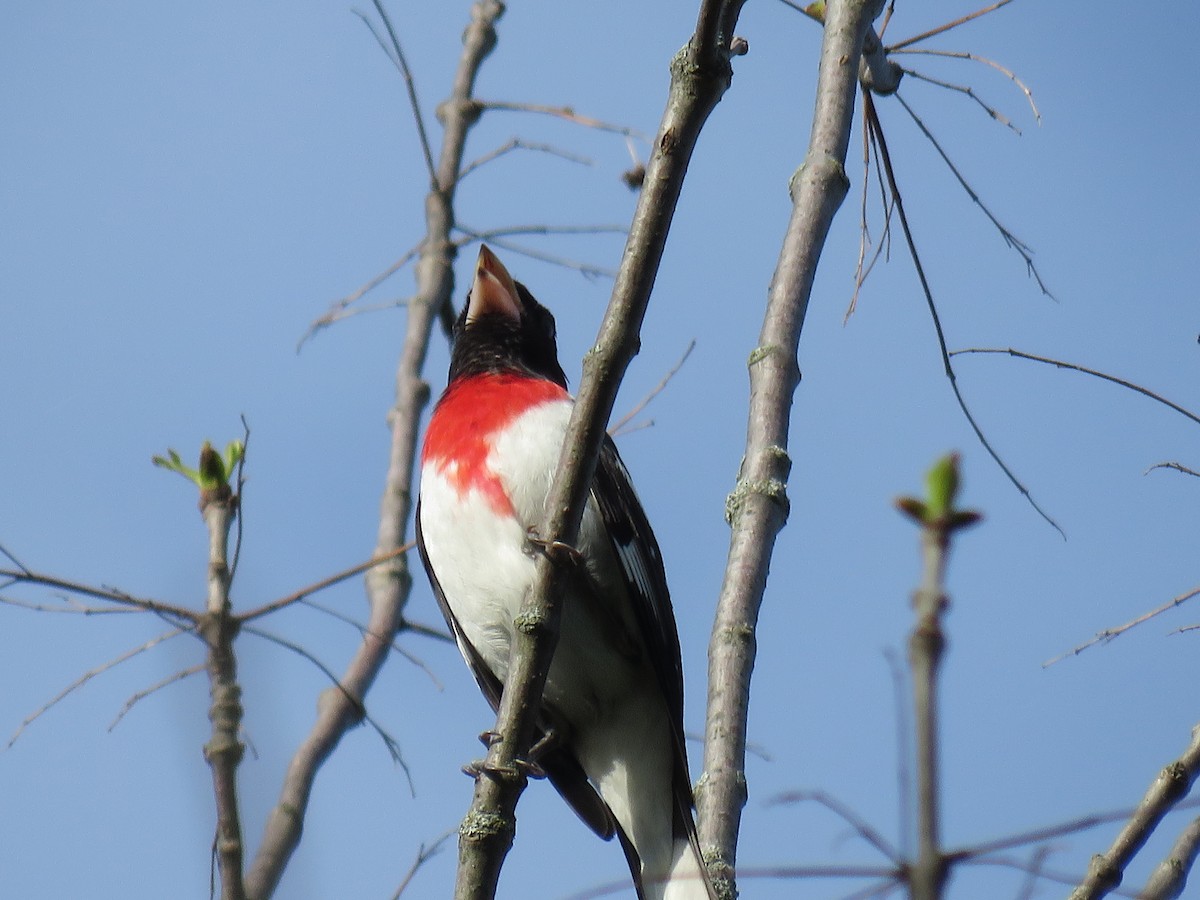 Rose-breasted Grosbeak - ML570617921