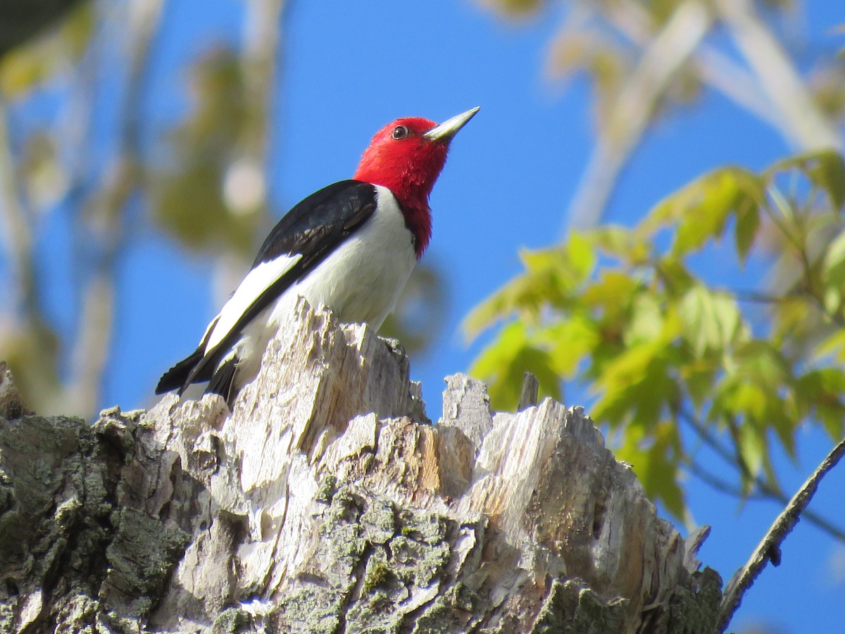 Red-headed Woodpecker - Steve Paul